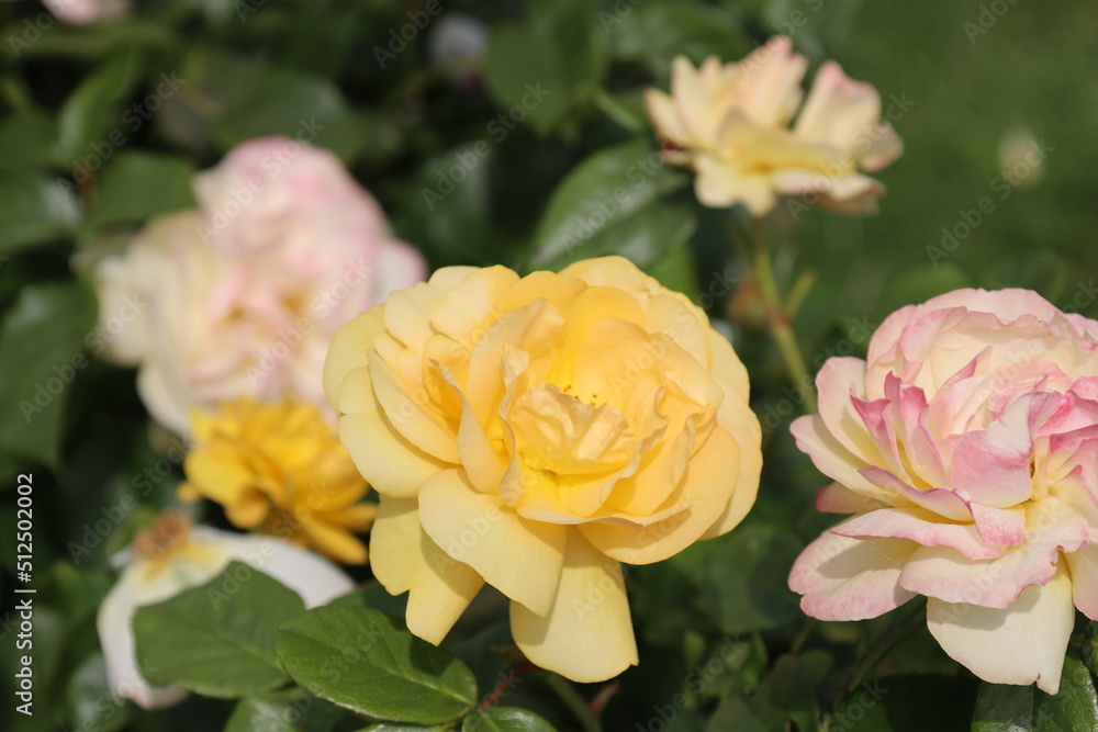 'Rosa Absolute for You' rose flower head at the Guldemondplantsoen Rosarium Boskoop 'Rosa Absolute for You' rose flower head at the Guldemondplantsoen Rosarium Boskoop