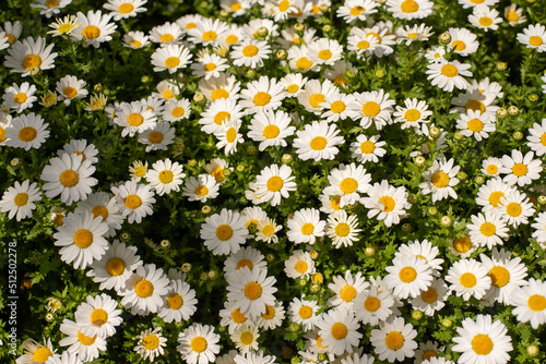 Lovely blossom daisy flowers background © abdullah