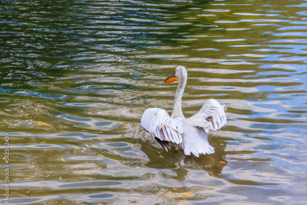 Fototapeta premium Dalmatian pelican (Pelecanus crispus) swimming in the lake