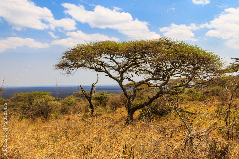 African acacia tree in Serengeti national park in Tanzania African acacia tree in Serengeti national park in Tanzania