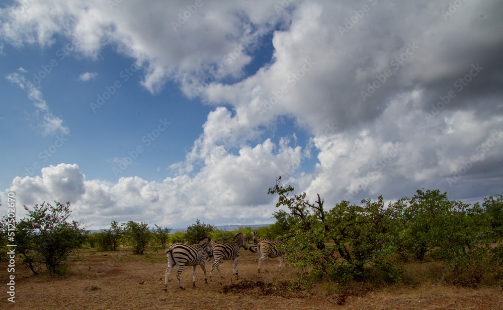 Zebras walk in the Kruger Park in South Africa