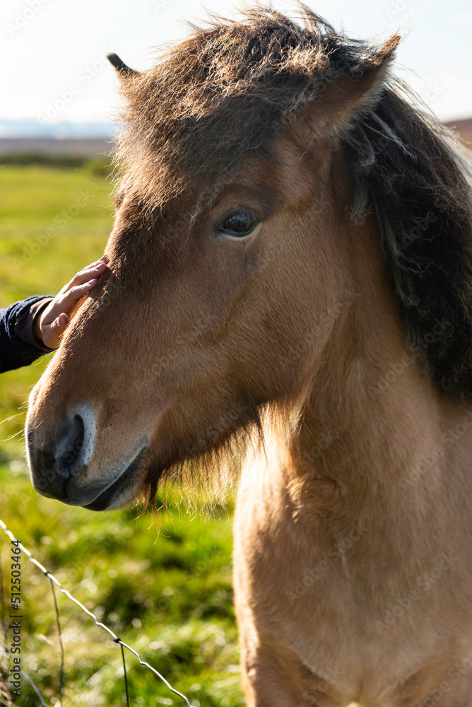 Fototapeta premium Icelandic Farm Horse 5