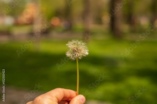 Hand holding white fluffy Dandelion flower in hand  on a green meadow field.