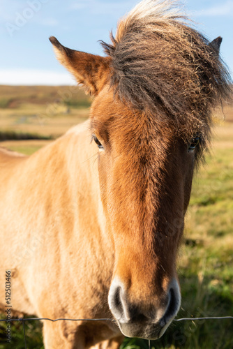 Icelandic Farm Horse 4