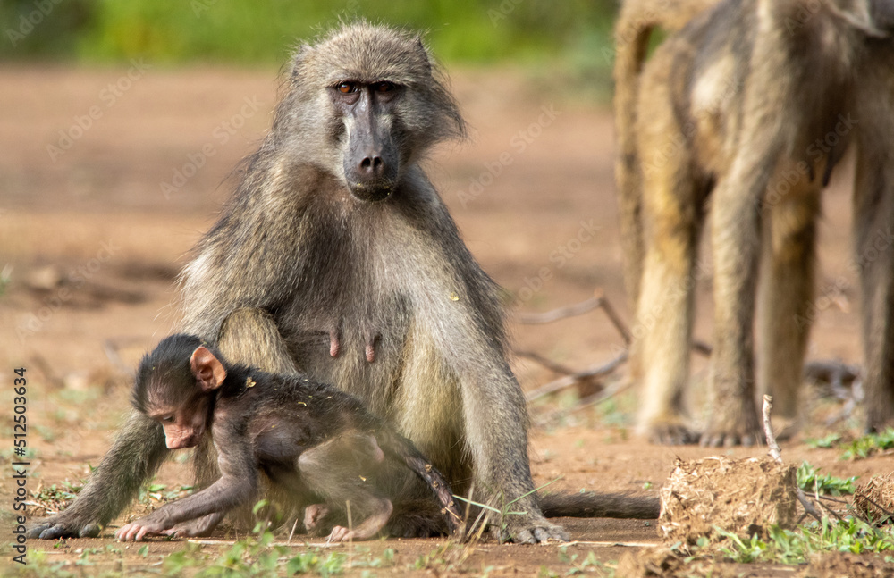 Mother baboon and baby isolated in the wild