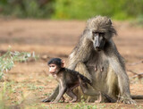 Chacma baboon mother and baby isolated in the wild