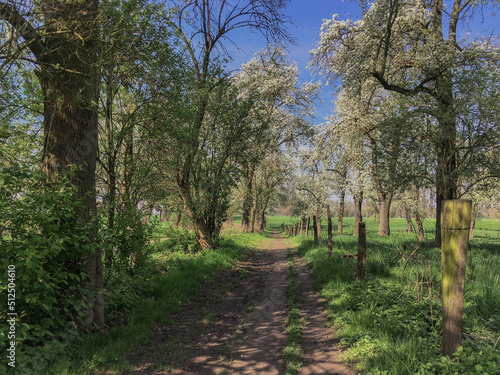 Beautiful lush nature landscape in natural reservation Urdenbacher Kempe Rheinaue at Rhein River in South of Dusseldorf, Germany in Urdenbach Benrath suburb on sunny Summer day in bloom photo