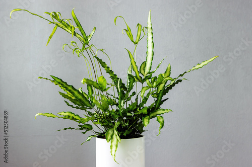 image of a wild fern athyrium in a pot on a gray background photo