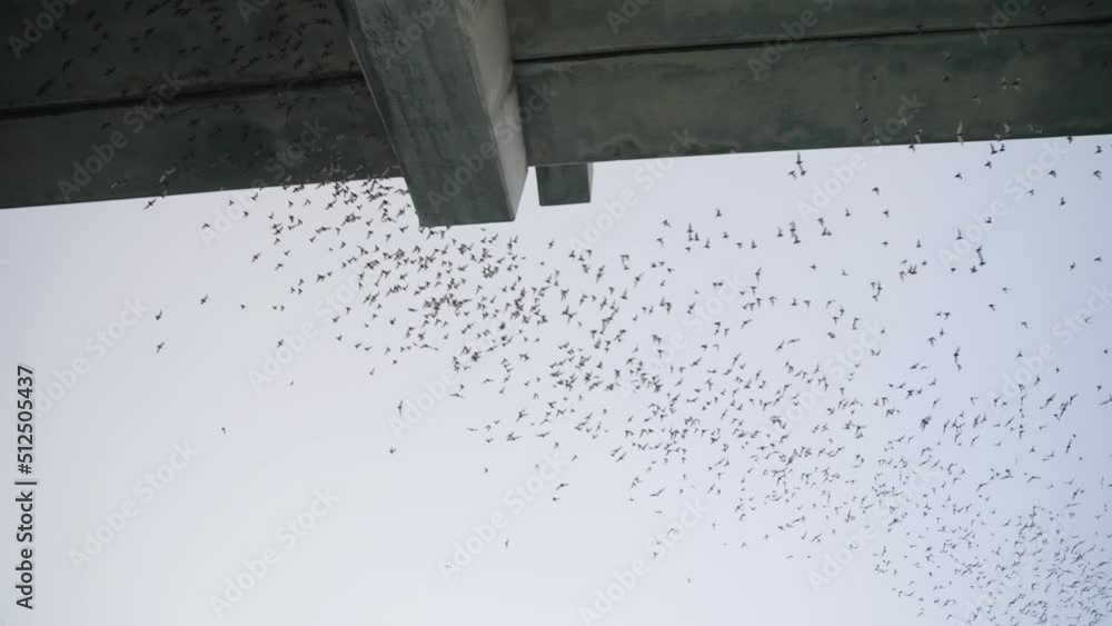 Bats at dusk flying through the night sky from under the South Congress