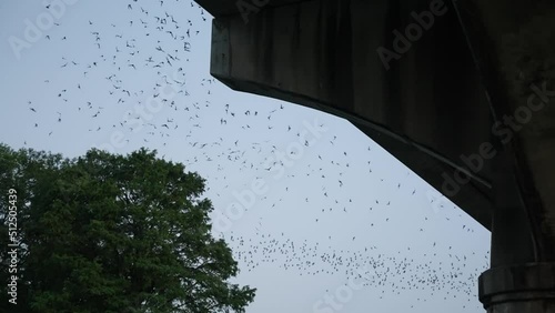 Mexican Freetail bat migration silhouette of swarm in Austin, Texas summer sunset at dusk 4k slow motion photo