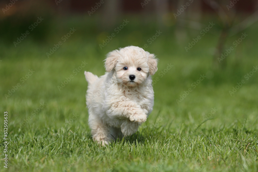 Cute little puppy running on the grass