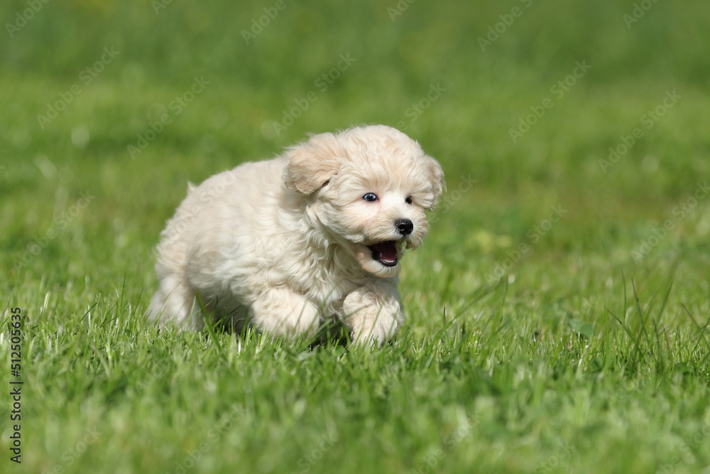 Cute little puppy running on the grass