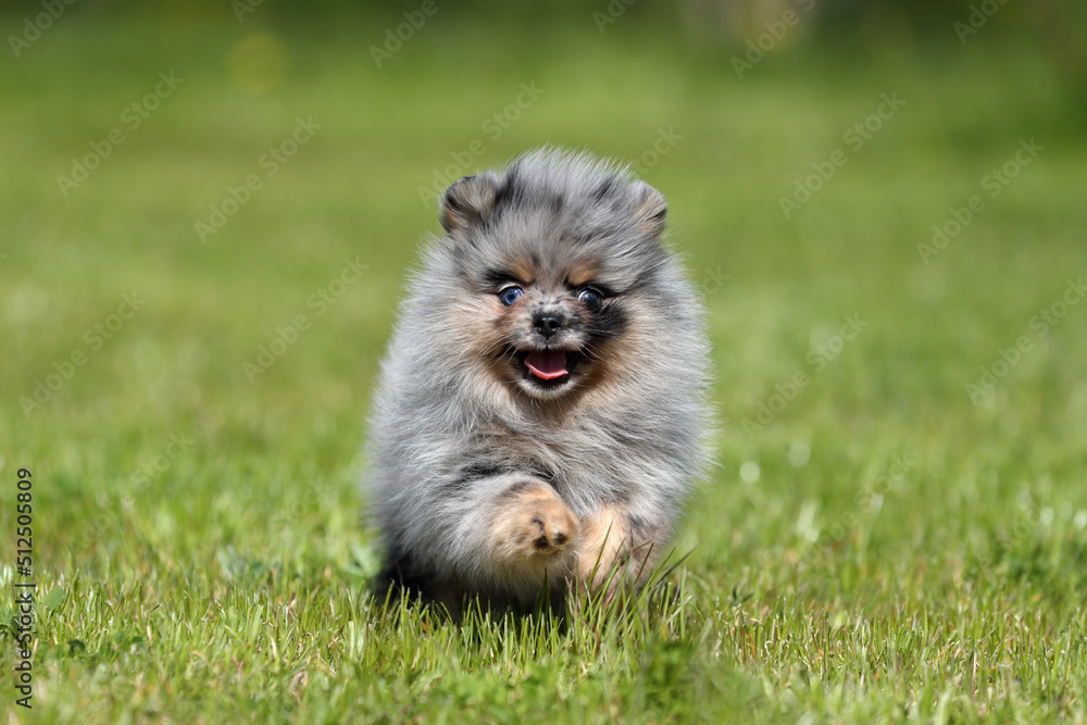 Cute funny Pomeranian puppy runs through the grass Cute funny Pomeranian puppy runs through the grass