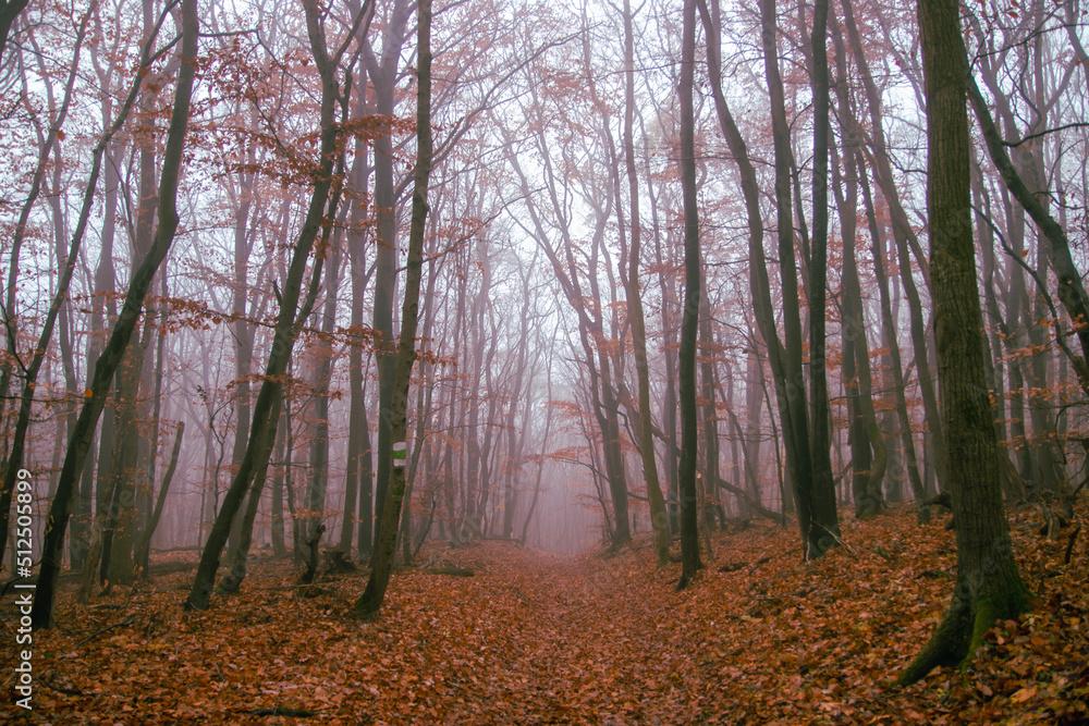 nebliger Herbstwald am Anninger, Wienerwald, Niederösterreich