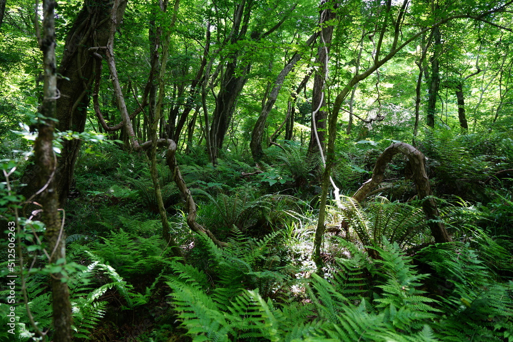 Fototapeta premium primeval forest in springtime