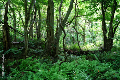 primeval forest in springtime