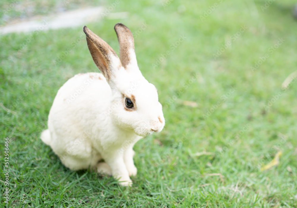Rabbit healthy Lovely bunny easter fluffy white rabbits, Adorable baby rabbit on green garden nature background. The Easter brown hares. Close - up of a rabbit. Symbol of easter festival animal. Rabbit healthy Lovely bunny easter fluffy white rabbits, Adorable baby rabbit on green garden nature background. The Easter brown hares. Close - up of a rabbit. Symbol of easter festival animal.