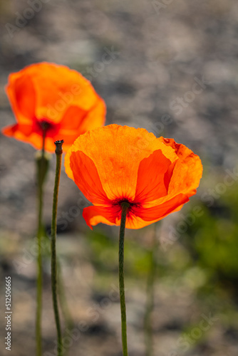 Common Poppy Papaver rhoeas at the natural background early morning.