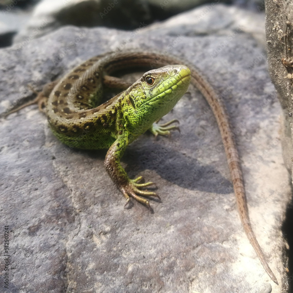 lizard, closeup, stone, nature, reptile