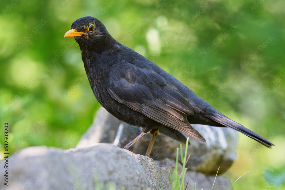 Common blackbird (Turdus merula) sitting on a rock in spring. Common blackbird (Turdus merula) sitting on a rock in spring.