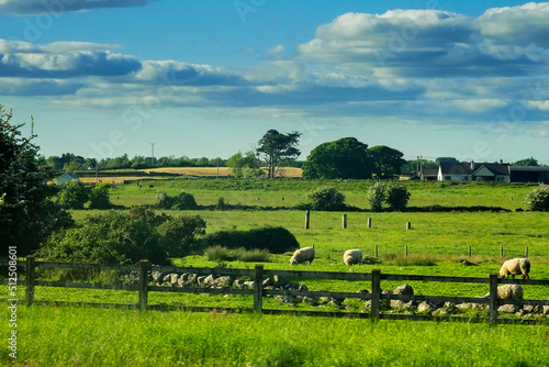 Scene in rural area with farm animals and green fields and trees. Calm and peaceful mood. Irish country side and landscape.