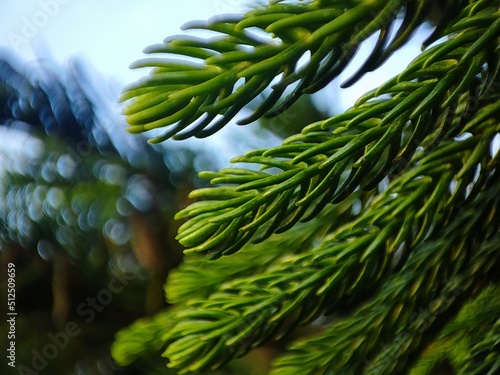 Dacrydium , fern leaves photo