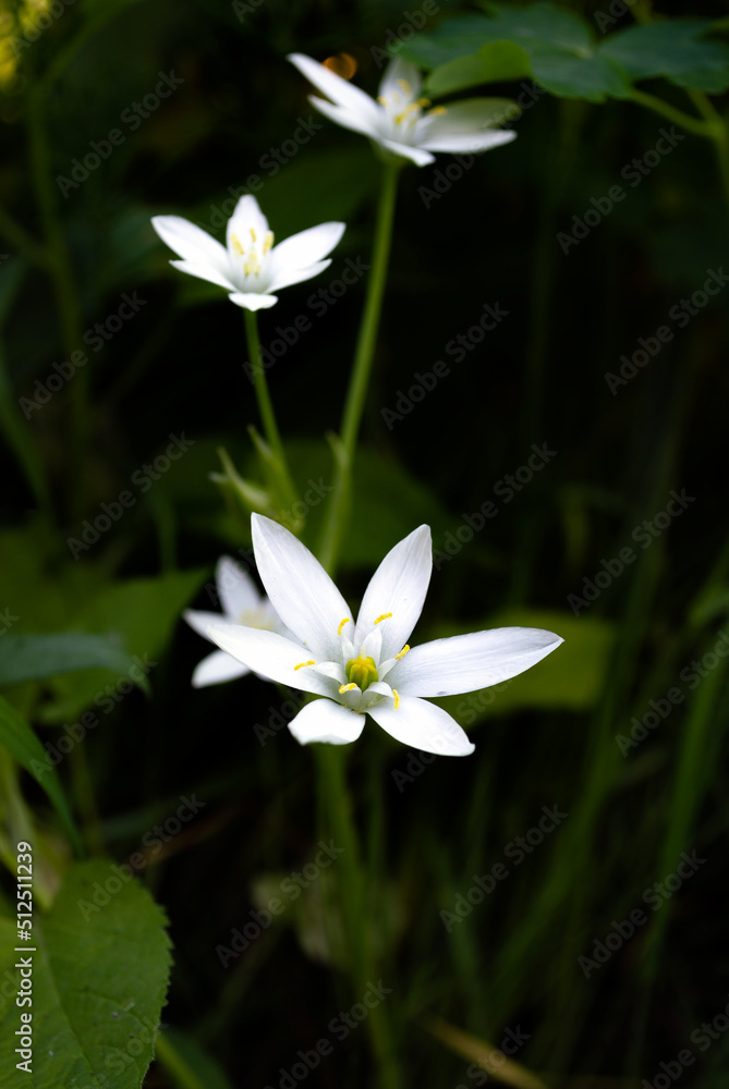White flowers of Ornithogalum growing in the shadow White flowers of Ornithogalum growing in the shadow