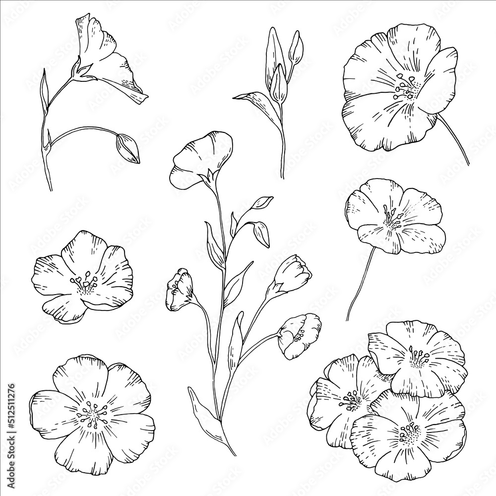 A set of flax plants. wild wildflower highlighted on white. botanical hand-drawn sketch vector illustration doodle, art line for packaging design organic cosmetics, natural medicine, greeting card