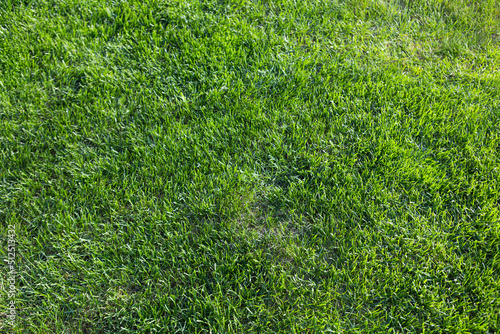 Close-up green grass, natural greenery background texture of lawn garden. Ideal concept used for making green flooring, lawn for training football pitch, Grass Golf Courses, green lawn pattern.
