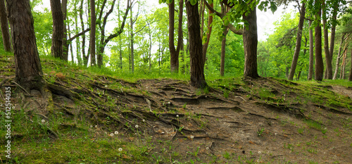 Bare tree roots in the city forest park.