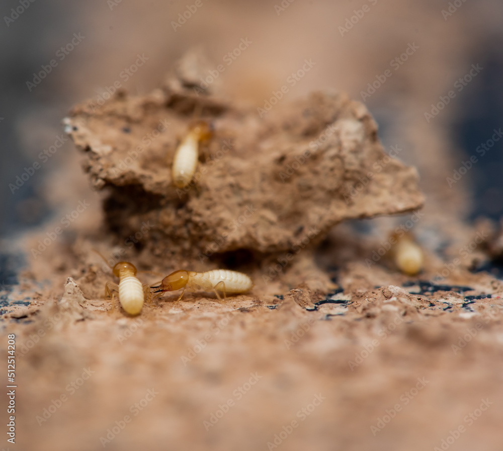 Close up of Termites Eating wood, (Termite damage house) Close up of Termites Eating wood, (Termite damage house)