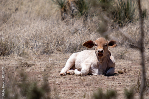 Baby Calf
