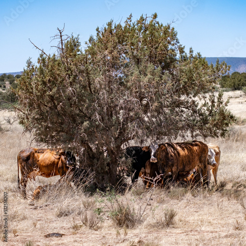 Free Range Cows in the shade