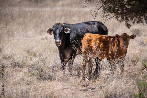 Free Range Cows