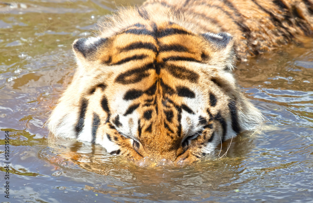 Amour tiger in the water, cooling down or playing Amour tiger in the water, cooling down or playing