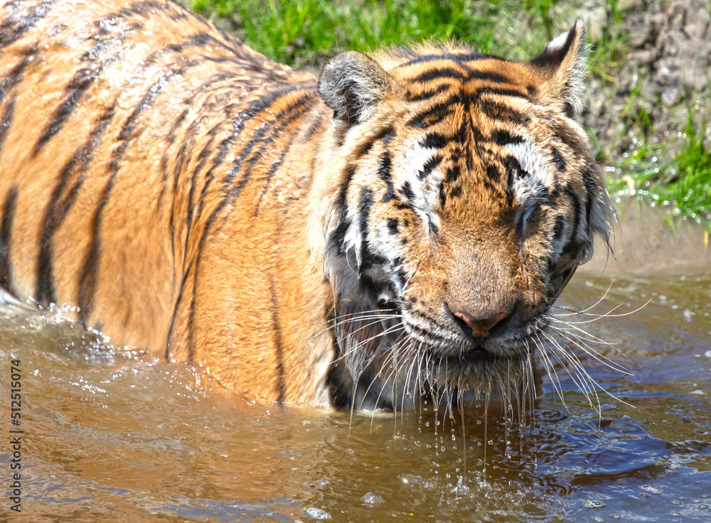 Fototapeta premium Amour tiger in the water, cooling down or playing