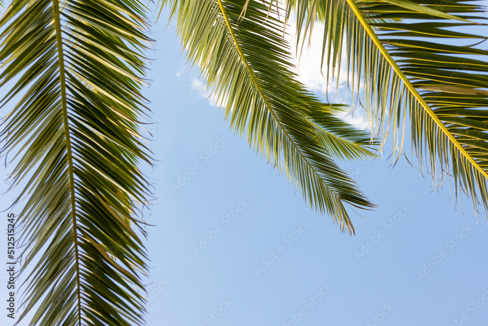 Leaves of palm tree on blue sky, summertime travel background. Tropical nature banner. Template for business, covers, cosmetics packaging, interior decoration, phone case. Leaves of palm tree on blue sky, summertime travel background. Tropical nature banner. Template for business, covers, cosmetics packaging, interior decoration, phone case.