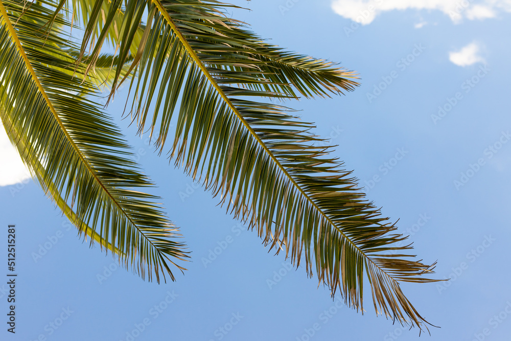Leaves of palm tree on blue sky, summertime travel background. Tropical nature banner. Template for business, covers, cosmetics packaging, interior decoration, phone case. Leaves of palm tree on blue sky, summertime travel background. Tropical nature banner. Template for business, covers, cosmetics packaging, interior decoration, phone case.