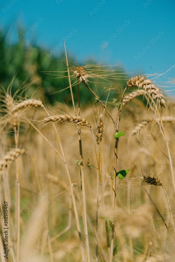 Fototapeta premium Wheat field