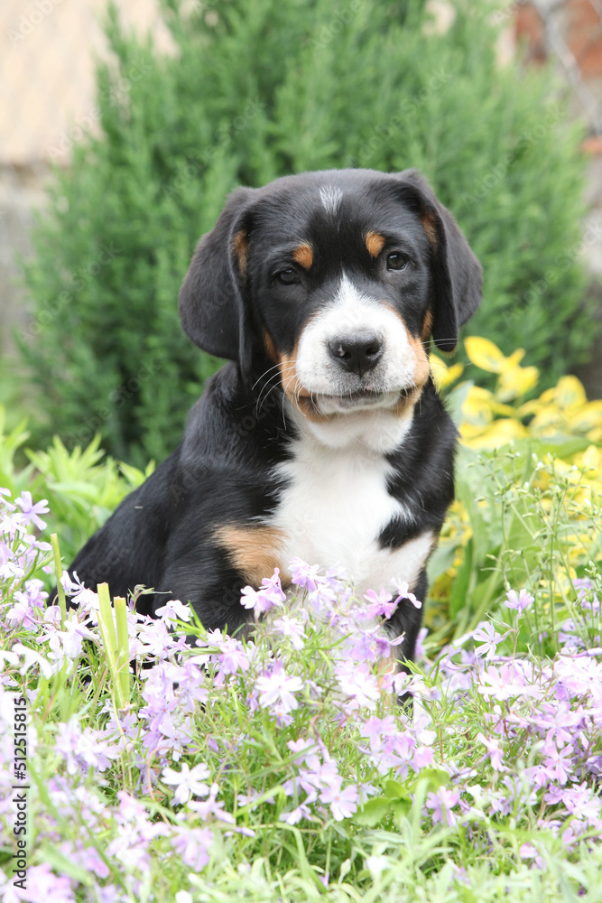 Nice puppy sitting in flowers