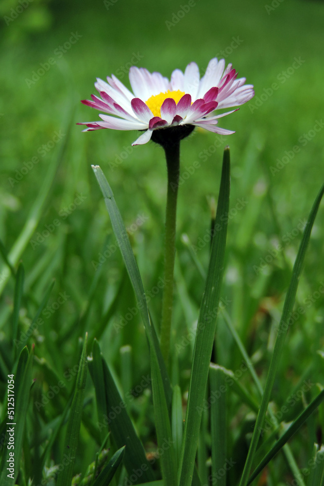 A close-up of a white common daisy flower with red tips growing in green grass A close-up of a white common daisy flower with red tips growing in green grass
