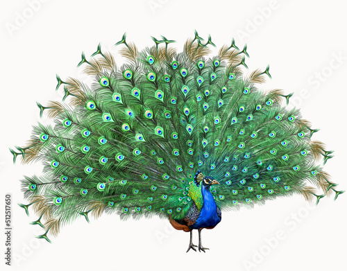 Indian peacock (Pavo cristatus) photo
