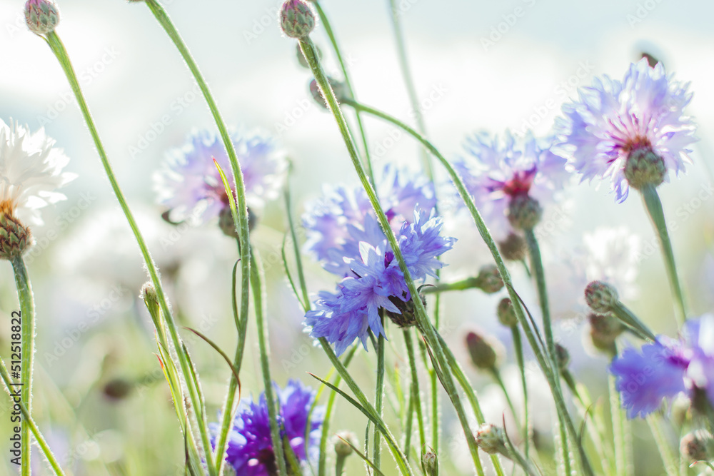 Naklejka premium Bouquet of bright blue flowers. Blue flowers, summer field plants. Green blurred background. Beautiful flower. Background full of blue Cornflowers .Closeup Cornflowers. Cornflower texture
