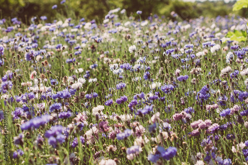 Blue,white,red flowers cornflowers in the garden. Cornflower in the flowerbed. Summer Blue wildflower. cornflowers.