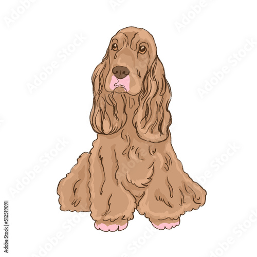 cocker spaniel dog isolated on white digital art illustration