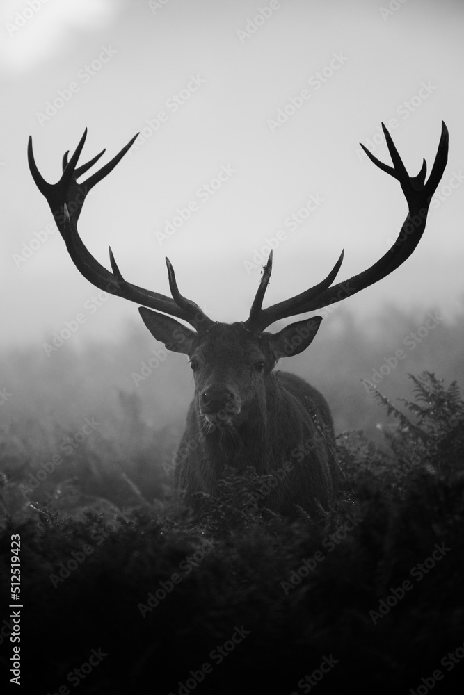 Silhouetted Red Deer during the annual deer rut in London's Parks