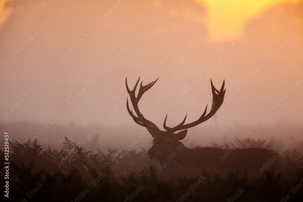 Silhouetted Red Deer during the annual deer rut in London's Parks