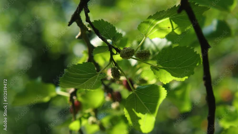 Close-up of a woman's hand plucking a ripe black mulberry from a tree. Summer harvest. Organic mulberry fruit. The fruit provides fiber and nutritional benefits Close-up of a woman's hand plucking a ripe black mulberry from a tree. Summer harvest. Organic mulberry fruit. The fruit provides fiber and nutritional benefits