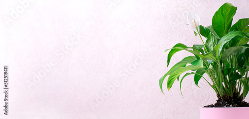 Web banner with spathiphyllum or peace lily houseplant with a white flower in a pink pot. Mockup with copy space photo