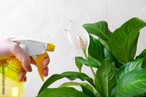 Spraying spathiphyllum or peace lily houseplant in bloom with spray. Watering tropical plants in bloom. Looking after houseplants at home photo